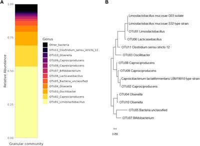 Why do lactic acid bacteria thrive in chain elongation microbiomes?